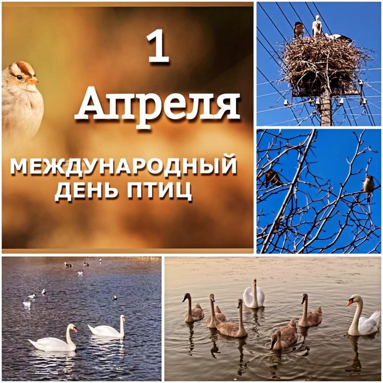 изображение viber 2025 04 04 20 53 59 179